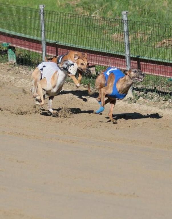 of the Moon - 9 septembre 2018: Racing à FREIBURG (Allemagne)