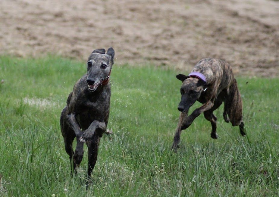 of the Moon - 16 juin 2019 : Racing à KLEINDOTTINGEN  (CH)