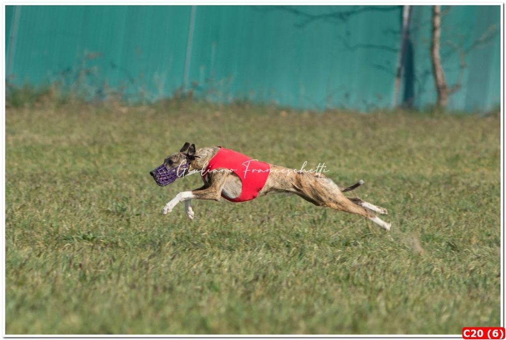 of the Moon - 15 mai : Coursing national du congrès World Whippet à CAVRIANA  (I)