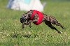  - 2 juillet 2017: Ch. d'Europe Coursing LOTZWIL (Suisse)