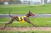  - 29 septembre : Racing à YZEURE (F)