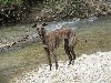  - 27 mai 2018 : Coursing Cacil à AGONGES (France)