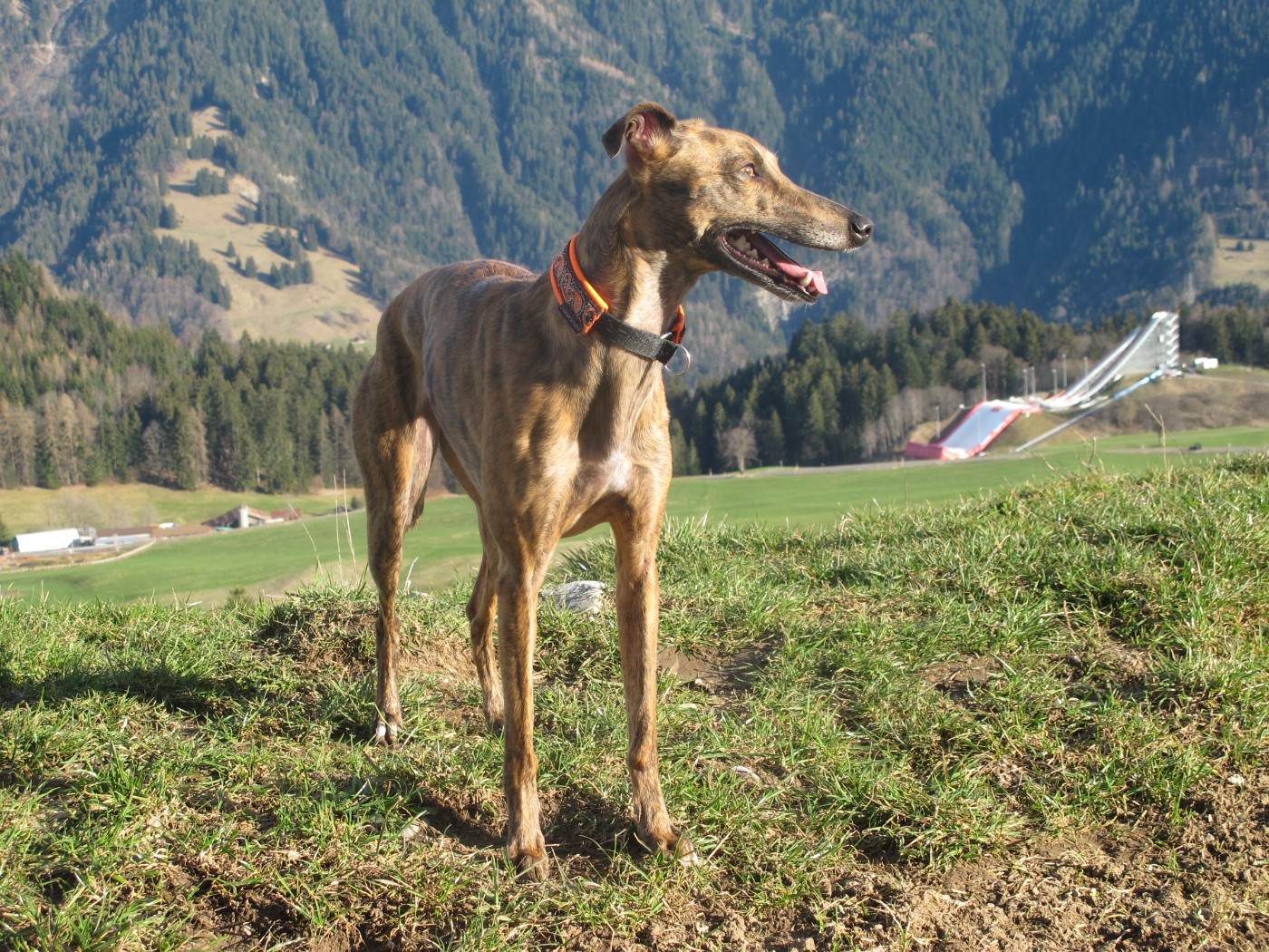 CH. Sharleen ulton of the Moon