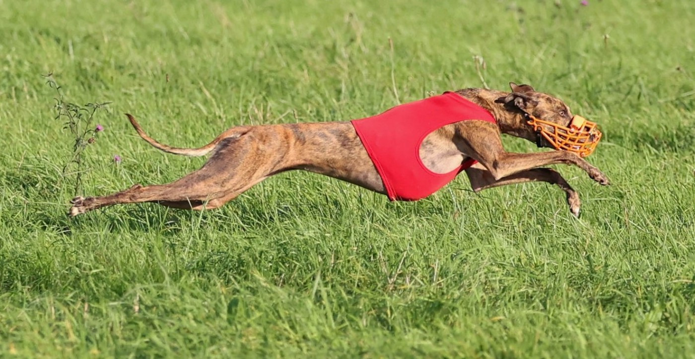 of the Moon - 19 octobre : Coursing CACIL à BERMATINGEN (D)