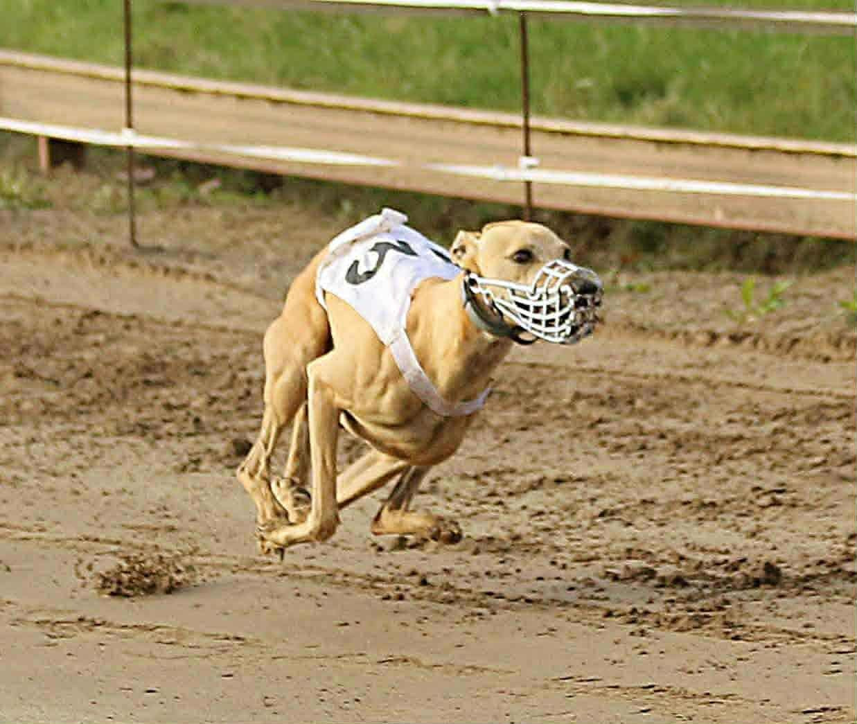 of the Moon - 9 novembre : Racing à MONTAUBAN (F)