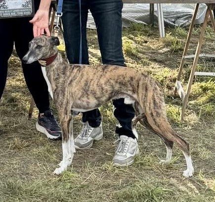 of the Moon - 9 novembre : Coursing CACIL à MASERADA SUL PIAVE (I)