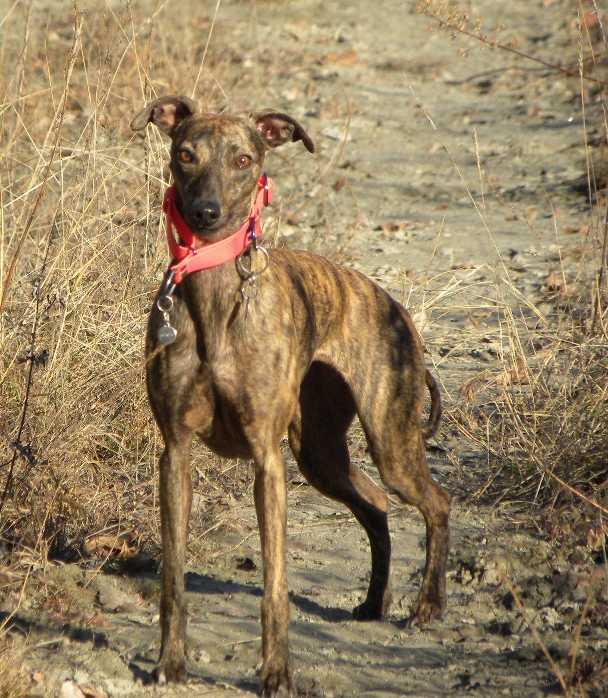 of the Moon - 14 décembre : Coursing à NARBONNE (F)