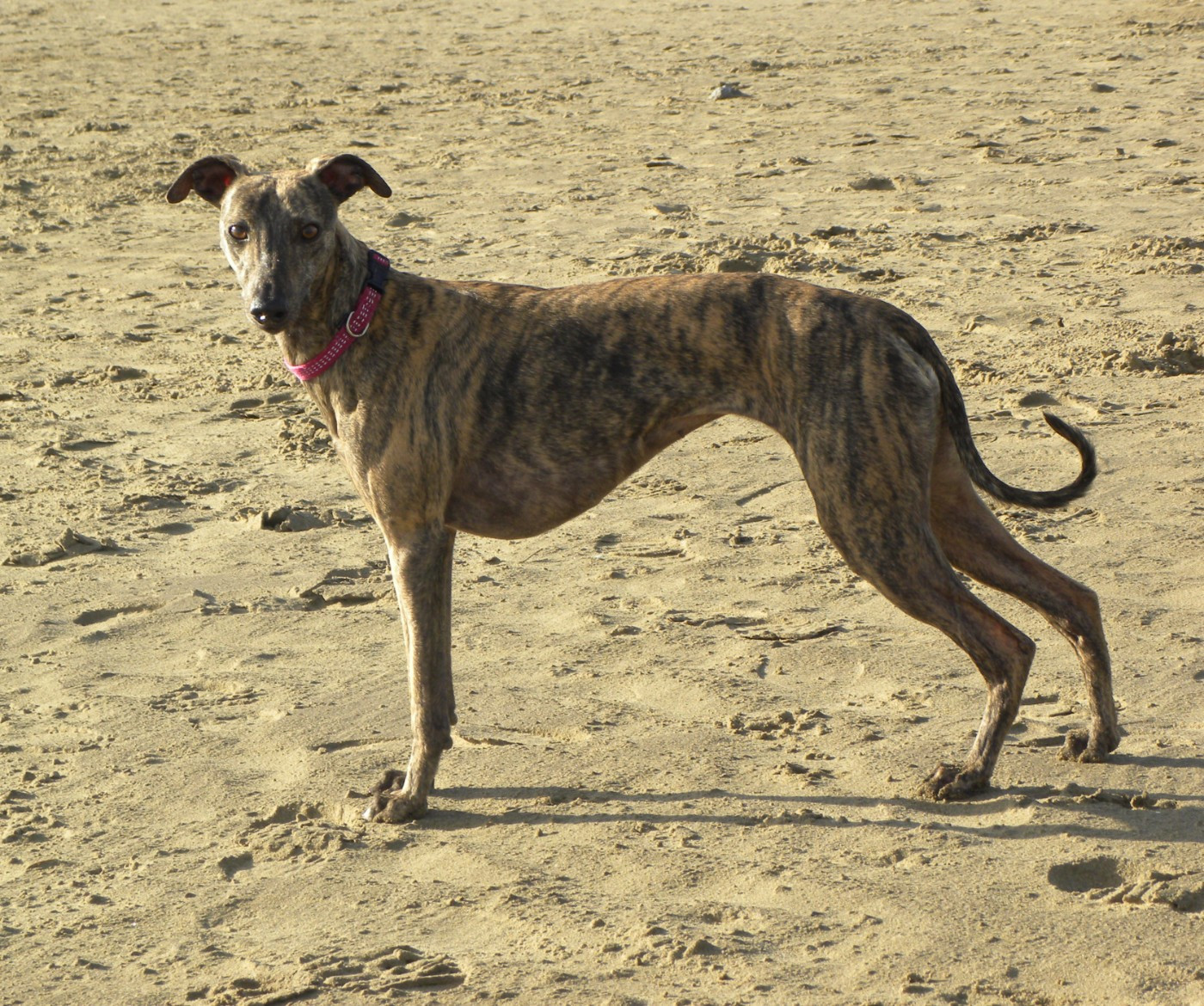 14 décembre : Coursing à NARBONNE (F)