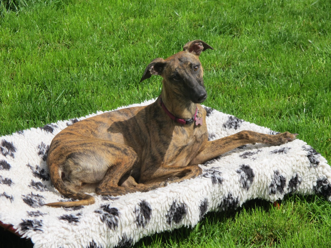 of the Moon - 22 mars : Coursing à CHARDONNAY (F)