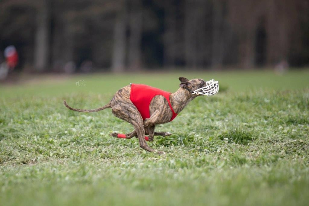 of the Moon - 29 mars : Coursing CACIL à LOTZWIL (CH)
