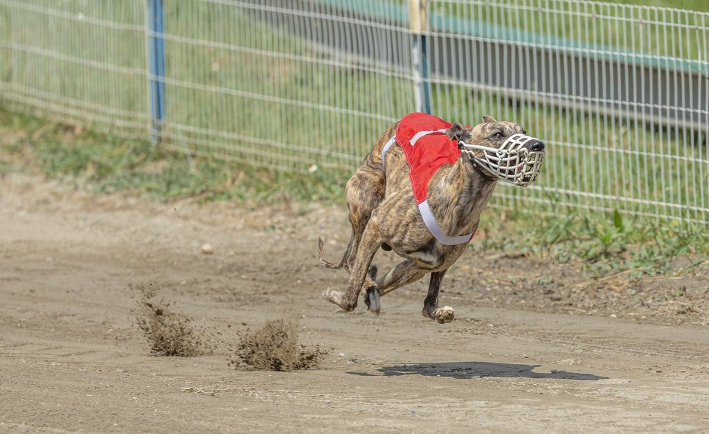 of the Moon - 29 mars : Racing à SAINT-DENIS DE PILE (F)