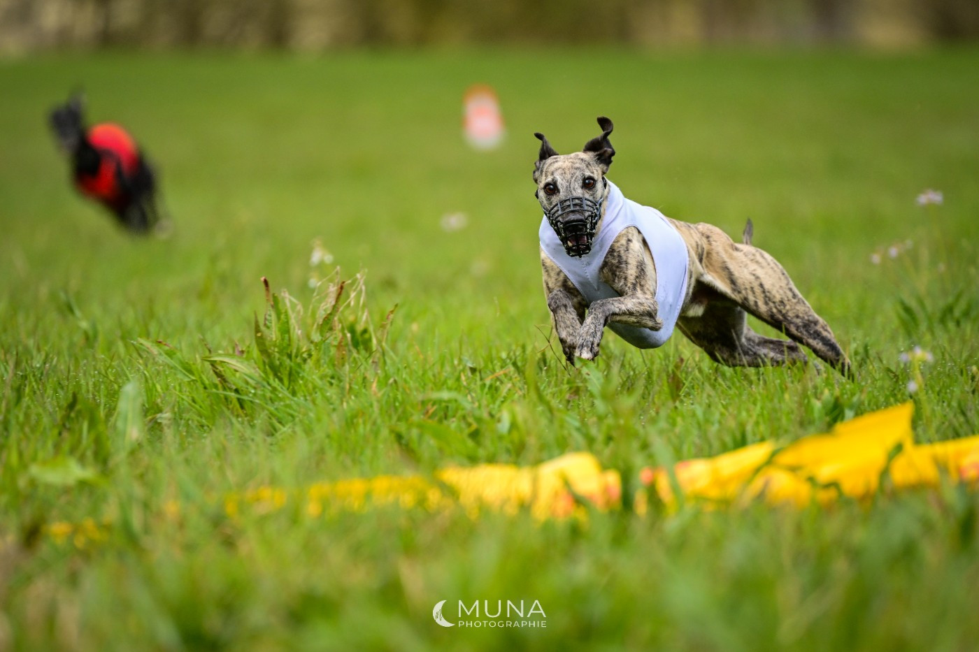 of the Moon - 29 mars : Coursing à LAFERTE SUR AMANCE (F)