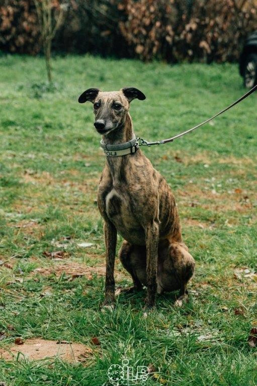 of the Moon - 12 avril : Racing à MONT DE MARSAN (F)