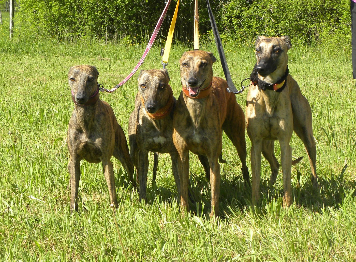 of the Moon - 19 avril : Coursing à LA CHAPELLE VOLAND (F)