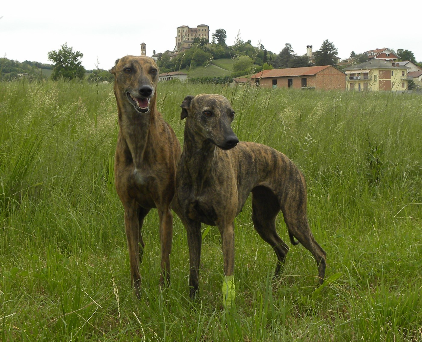3 mai : Coursing CACIL à FRINCO ( I )