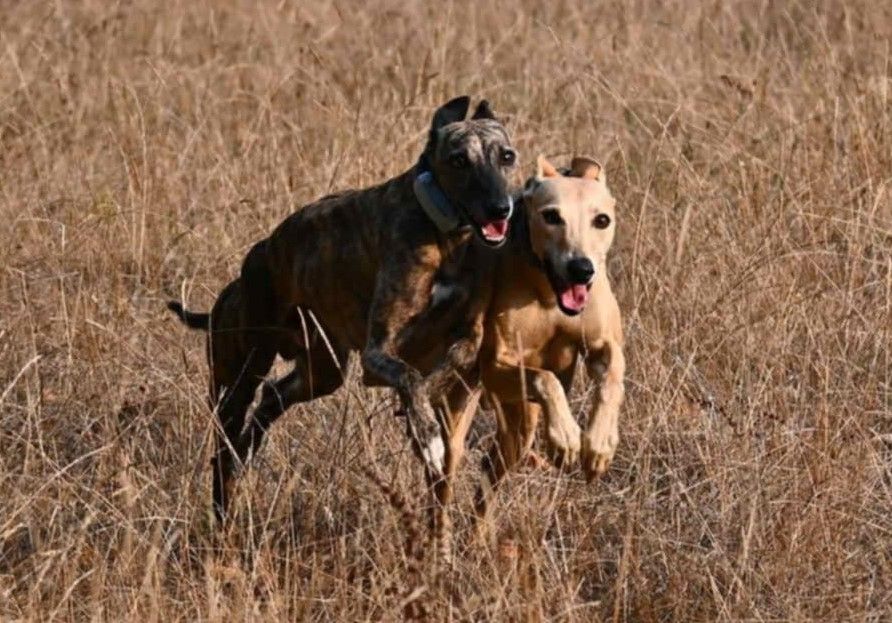 3 août : Coursing à ST DENIS DE PILE (F)