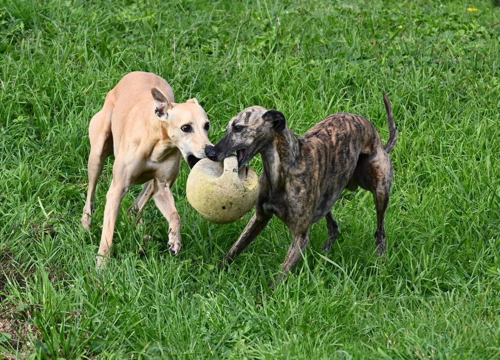 27 octobre : Coursing à ST MARTIN DE LAYE (F)