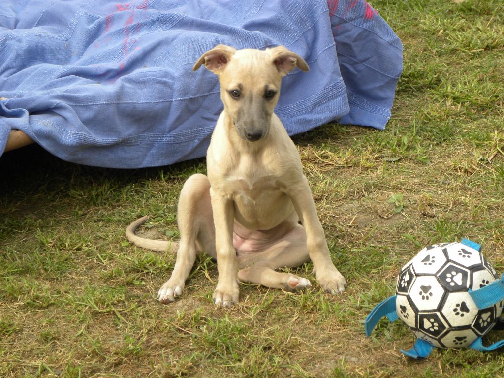 of the Moon - Chiots disponibles - Whippet