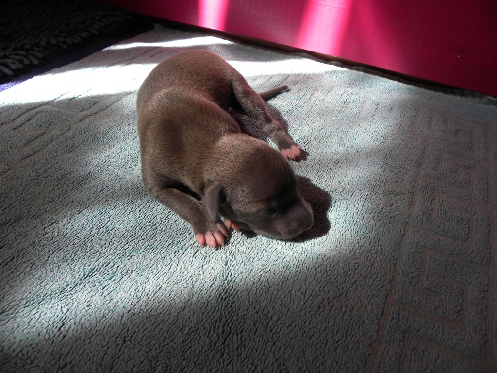 of the Moon - Chiots disponibles - Whippet