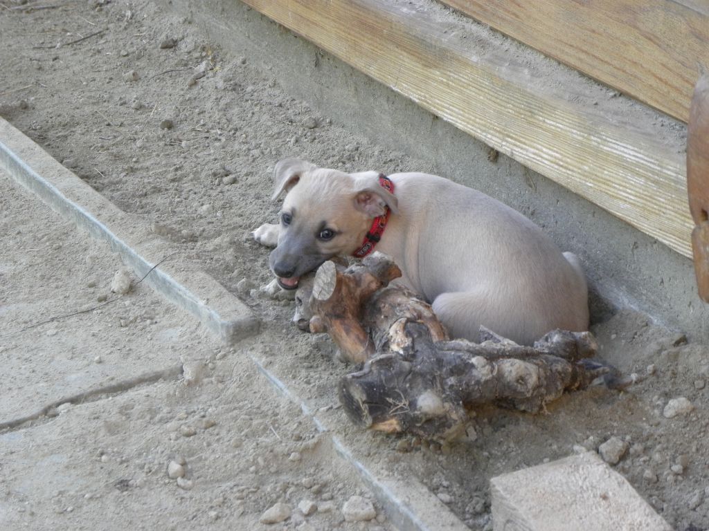 of the Moon - Chiots disponibles - Whippet